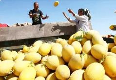 一季度新疆果品出口量同比增长近两成