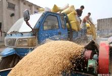 河南多措并举保障夏粮收购 全力绘就夏收好“丰”景