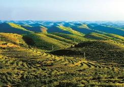 山西出台重点生态工程建设实施意见