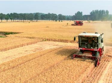 大面积机收开始 “中原粮仓”进入麦收时刻