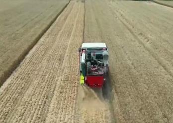 河南：“雨口夺粮”分秒必争 多地麦区展开小麦“抢收战”
