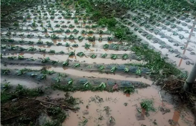 四部门联合印发预案做好主汛期农业防灾减灾救灾工作