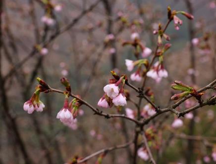 广西发现一植物新物种——全州樱花
