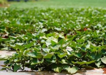 云南首家“科技金融小院”落户建水