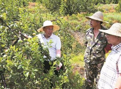 福建省果树新品种权单笔转让价最高纪录刷新