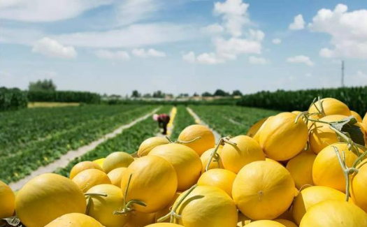 甘肃搭建供销双向服务平台——特色农产品产销两旺