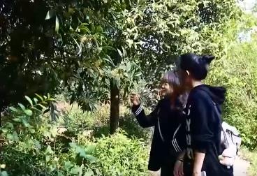 金秋赏桂满城飘香 “桂花经济”升温促消费
