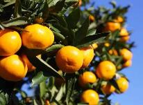 浙江持续做好“土特产”文章 单条产值超10亿元全产业链达106条