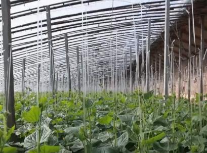 冬储菜供应充足 “老三样”销售旺 百姓“菜篮子”量足价稳