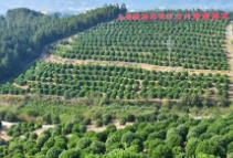 湖南靖州申报“全国特色农产品茯苓之乡”成功通过专家评审