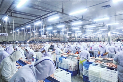 辽宁沈阳：百亿元产值里的无限生“鸡”