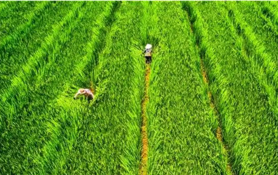 重庆垫江：“小种子”育出大产业