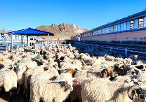 青海省海北州积极打造“中国藏羊之乡” 藏羊产业成为稳固经济增长点