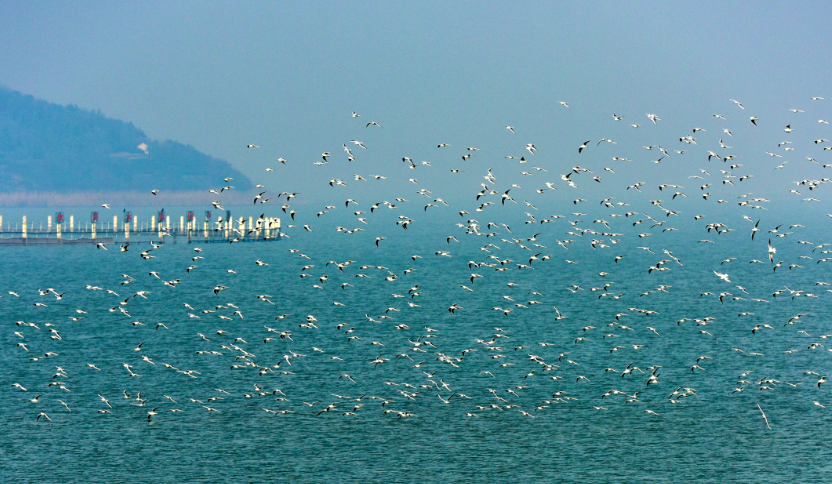 太湖全年平均水质30年来首次达良好湖泊标准