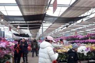 迎新春“花”样多：赏年宵花、吃花饽饽，传统年味再升级