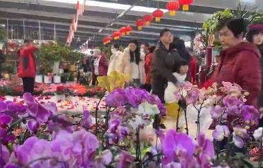 花卉市场年味浓 年宵花经济火出圈