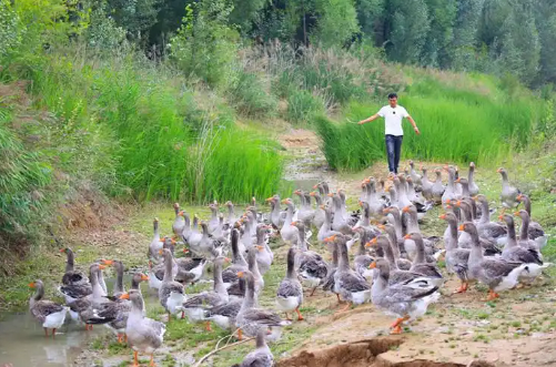 陕西神木特色养殖业增量提质