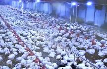 福建：特色产业撑起县域经济“一片蓝天”