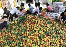 去年福建水果出口同比增长10.5%