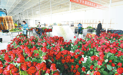 甘肃兰州新区鲜切花产业年产值破亿元