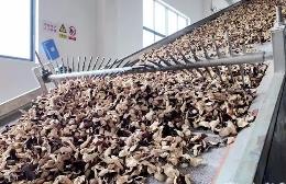 食品板块将成新会陈皮深加工主力军