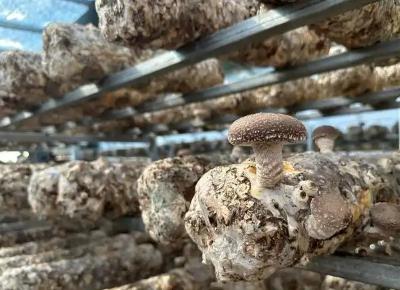 “中国高原食用菌之乡”小菌菇成致富新引擎