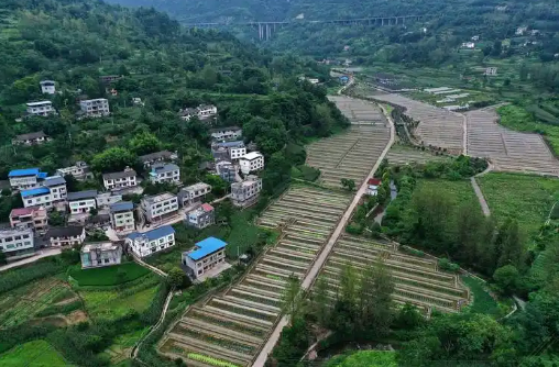 重庆：未来3年引育逾10万名乡村振兴人才