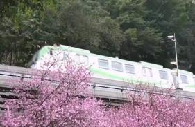 踏青赏花 各地迎来文旅热