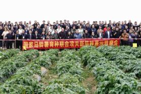 国家马铃薯育种联合攻关助力冬作马铃薯产业发展