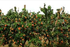 将娄底打造成“金秋砂糖桔之乡”