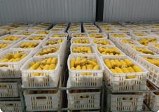 黑龙江省农产品质量安全监测合格率稳定在98％以上