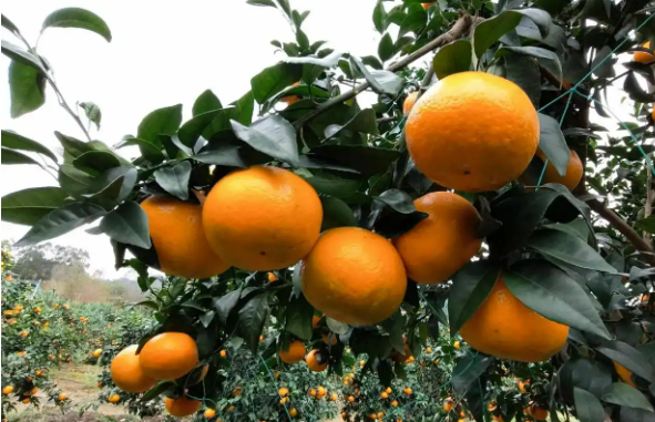 “中国沃柑之乡”南宁市武鸣区：延链增收焕发新气象