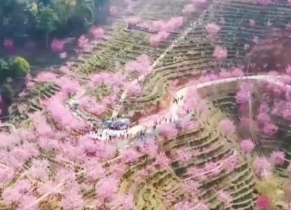 “繁花盛宴”燃爆“春日经济” 赏花游带动旅游热度持续走高