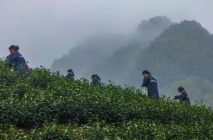 浙江武义：“中国有机茶之乡”春茶开采