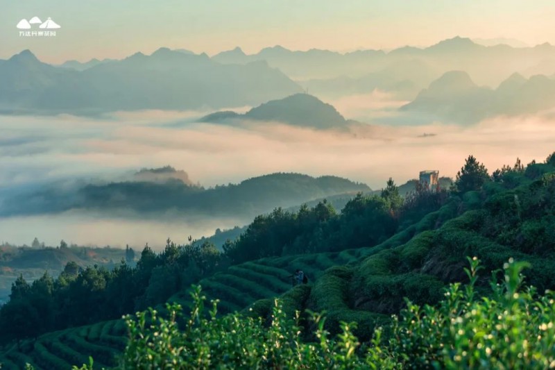 尝一口春天的味道！丹寨“茗卓”春茶即将上市