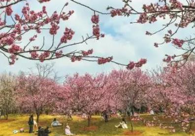 错峰游玩，今年推夜间赏樱