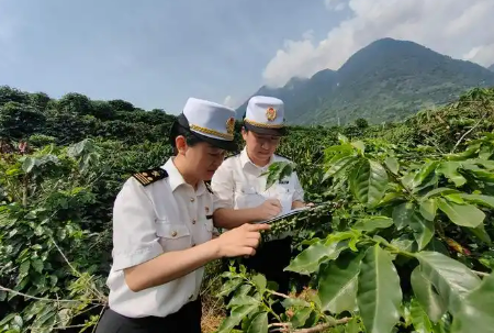 去年云南省出口咖啡量同比增长超三倍