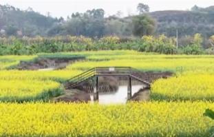 春暖花开时踏春赏景逐渐火热 以花为“媒”促“春日经济”盛放