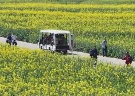 “赏花经济”带火乡村文旅消费 “花好常开”让“流量”变“留量”