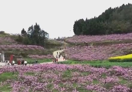 以“花”为媒、以“旅”促农 勾勒乡村振兴新图景