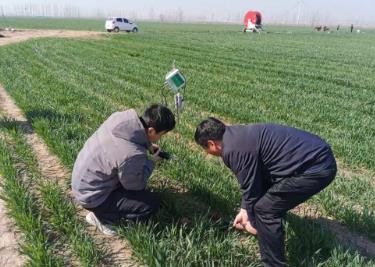 河南：春耕尽显“科技范儿”“护航”小麦保丰收