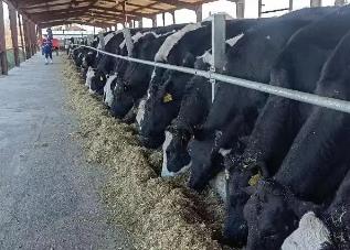 黑龙江省实施畜禽改良计划