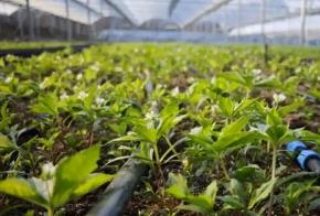 福建：农业“加数度” 跑出兴农“加速度”