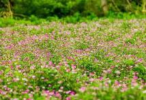 福建自主选育的紫云英品种省内覆盖率超60%