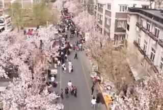 “海棠限定”“津”日芳华“低空踏青” 春日仪式感提振消费