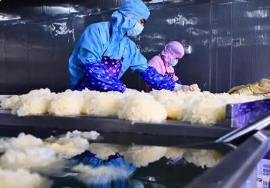 “中国食用菌之都”——福建古田：小小银耳绽放“致富花”