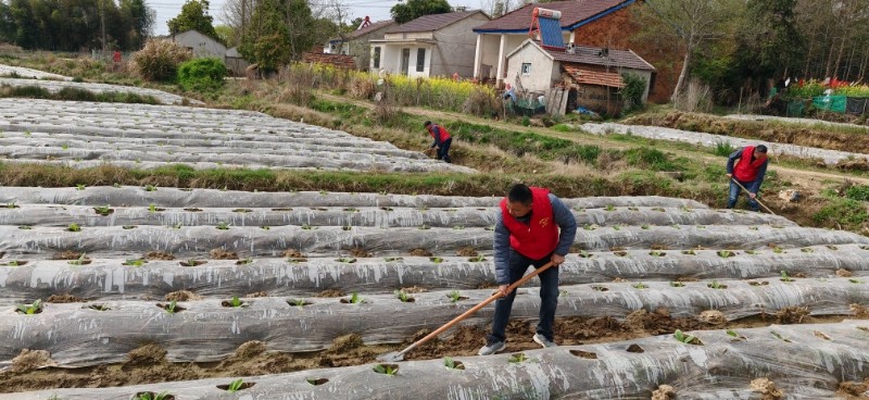 党建引领暖民心  清沟沥水助农忙
