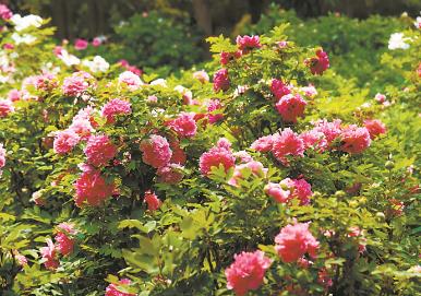 河南“美丽产业”助力乡村振兴