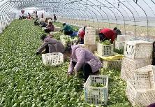 《河南省乡村富民产业发展行动方案（2025—2027年）》印发 聚焦6大集群 培育18条产业链