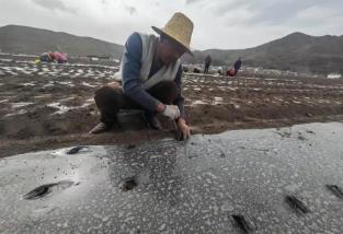 “中国当归之乡”迎来新变化